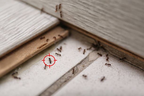 Pest Prevention Services in Boyce, LA