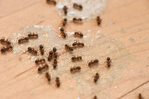 Best Best Pest Control Companies  in Boyce, LA